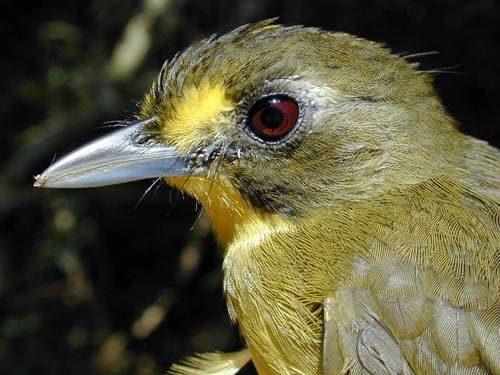 Yellow-lored Bristlebill