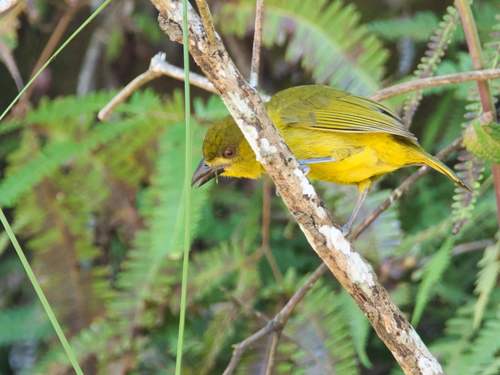 Yellow-lored Tanager