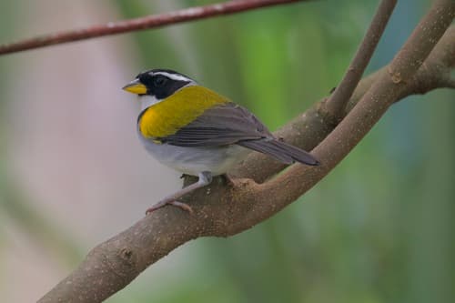 Yellow-mandibled Sparrow