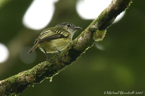 Yellow-margined Flatbill