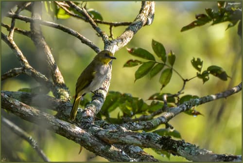 Yellow-necked Greenbul