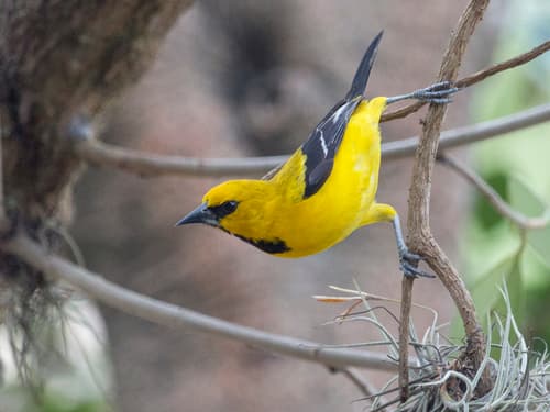 Yellow Oriole