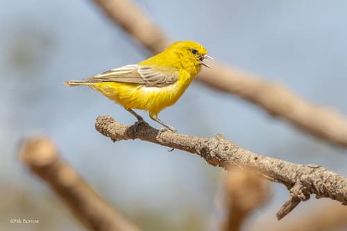 Yellow Penduline-Tit