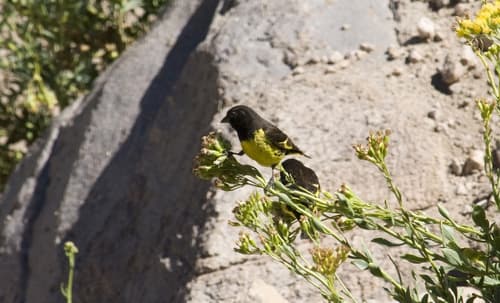 Yellow-rumped Siskin