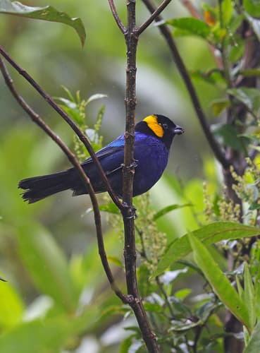 Yellow-scarfed Tanager