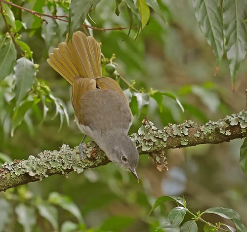 Yellow-streaked Greenbul