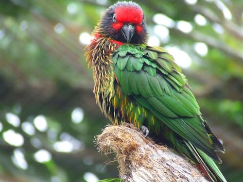 Yellow-streaked Lory