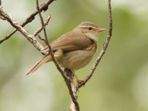 Yellow-streaked Warbler