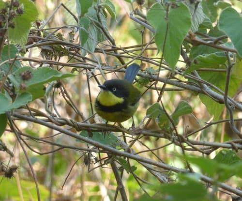 Yellow-throated Apalis