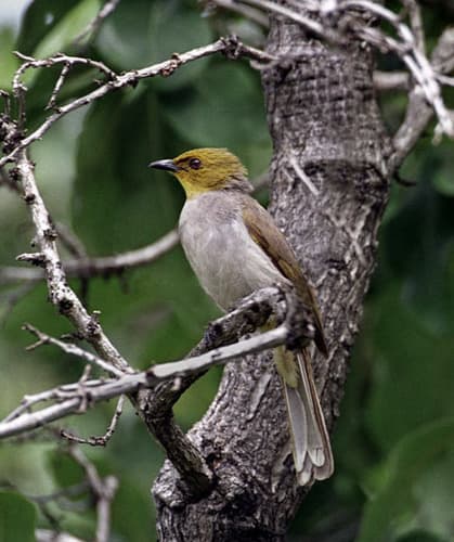 Yellow-throated Bulbul