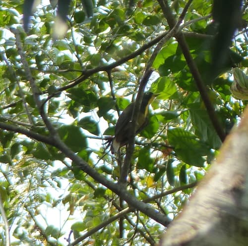 Yellow-throated Cuckoo