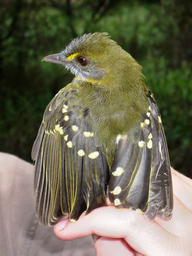 Yellow-throated Nicator