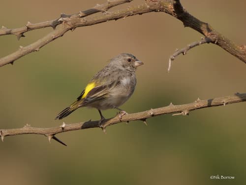 Yellow-throated Serin