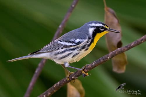 Yellow-throated Warbler