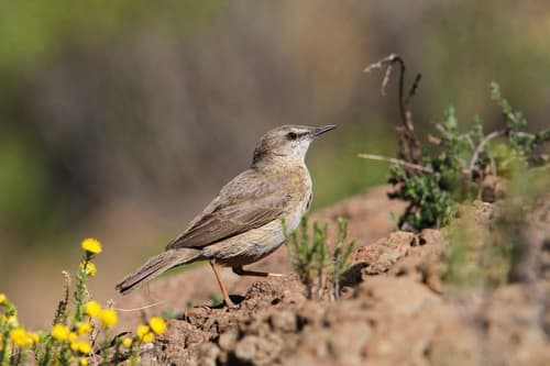 Yellow-tufted Pipit