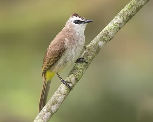Yellow-vented Bulbul