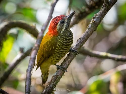 Yellow-vented Woodpecker