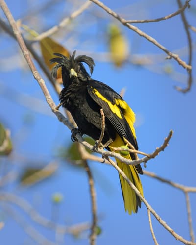 Yellow-winged Cacique