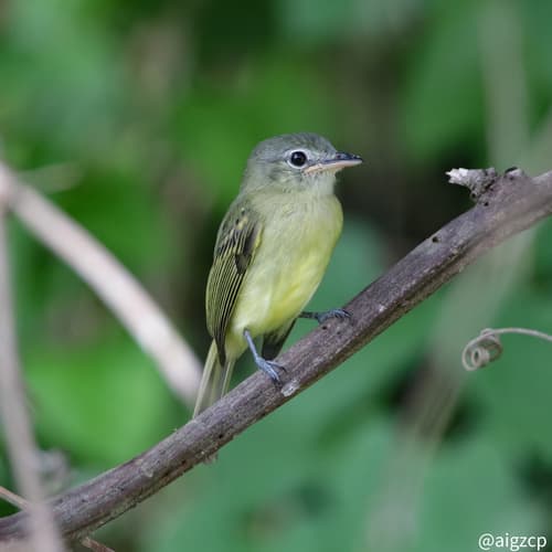 Yellow-winged Flatbill