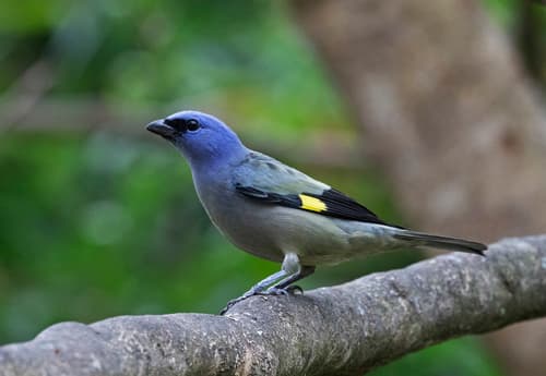 Yellow-winged Tanager