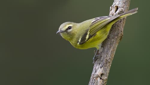 Yellow-winged Vireo