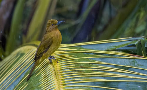 Yellowish Bulbul
