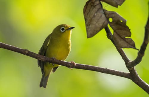 Yellowish White-eye