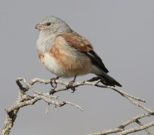 Yemen Linnet
