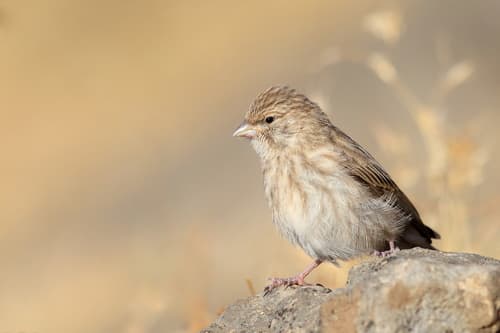 Yemen Serin