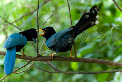 Yucatan Jay