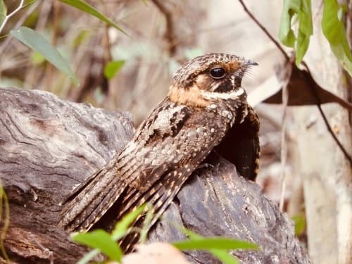 Yucatan Nightjar