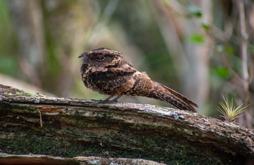 Yucatan Poorwill