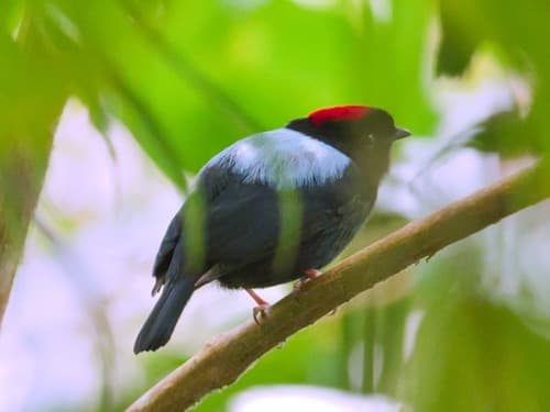 Yungas Manakin