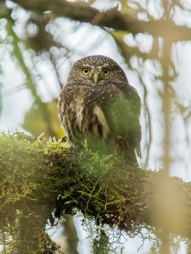 Yungas Pygmy-Owl