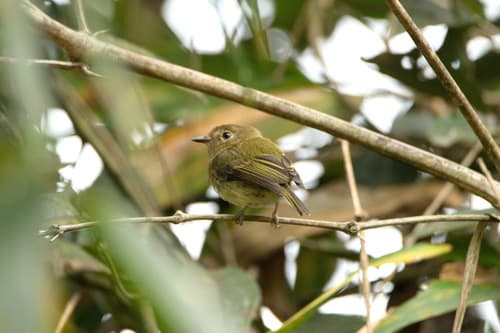 Yungas Tody-Tyrant