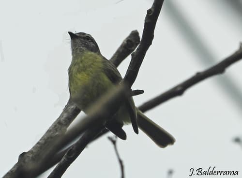 Yungas Tyrannulet