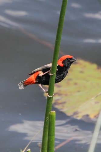 Zanzibar Red Bishop