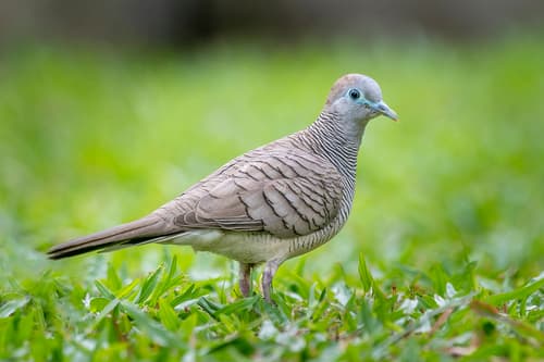 Zebra Dove