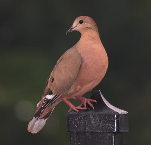 Zenaida Dove