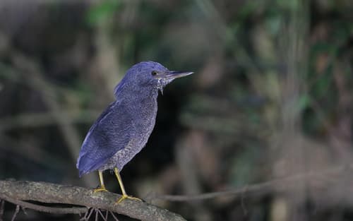 Zigzag Heron