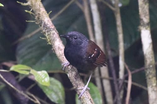 Zimmer's Antbird