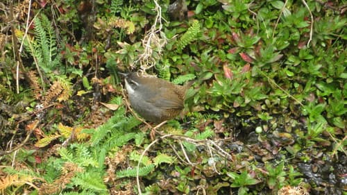 Zimmer's Tapaculo
