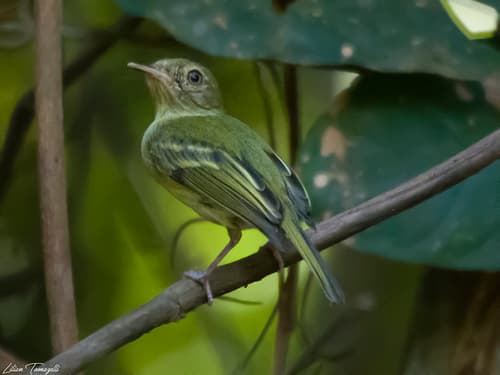 Zimmer's Tody-Tyrant