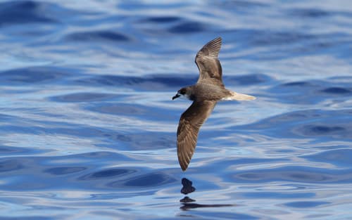Zino's Petrel