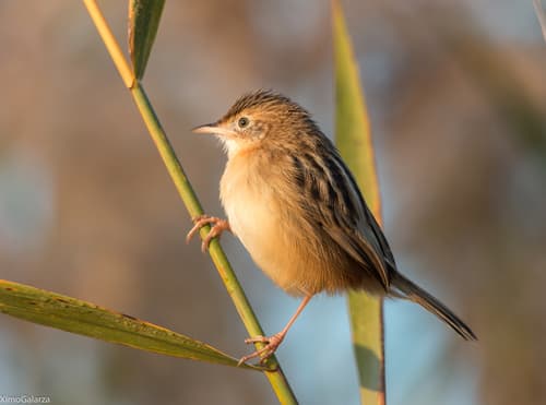 Zitting Cisticola