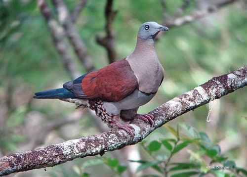 Zoe's Imperial Pigeon