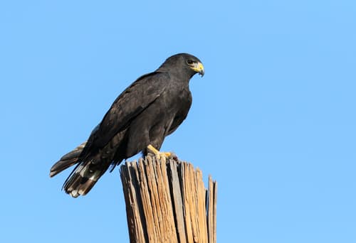 Zone-tailed Hawk