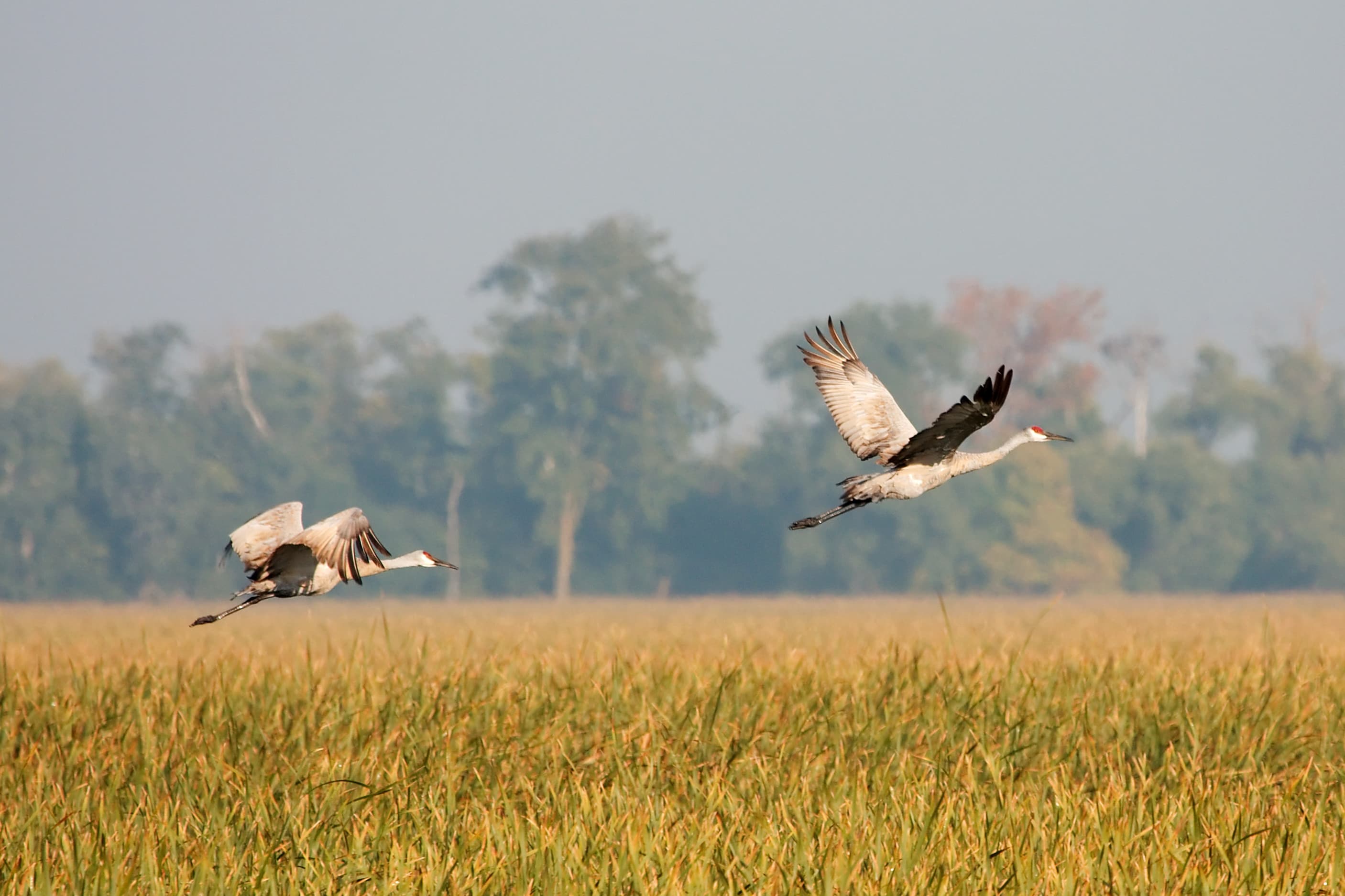 Sandhill Crane