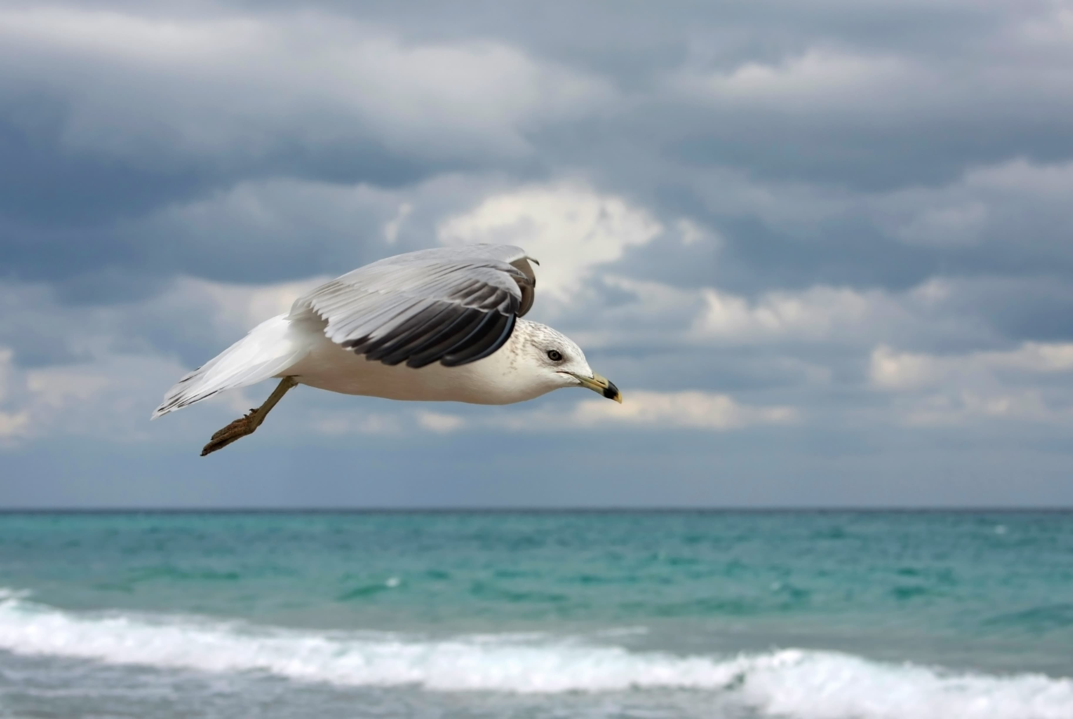 Ring-billed Gull
