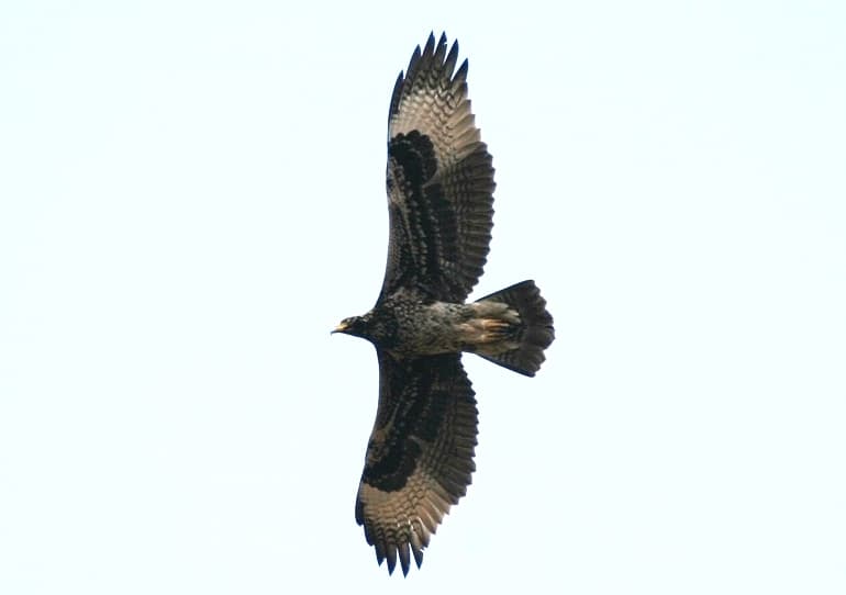 Verreaux's Eagle